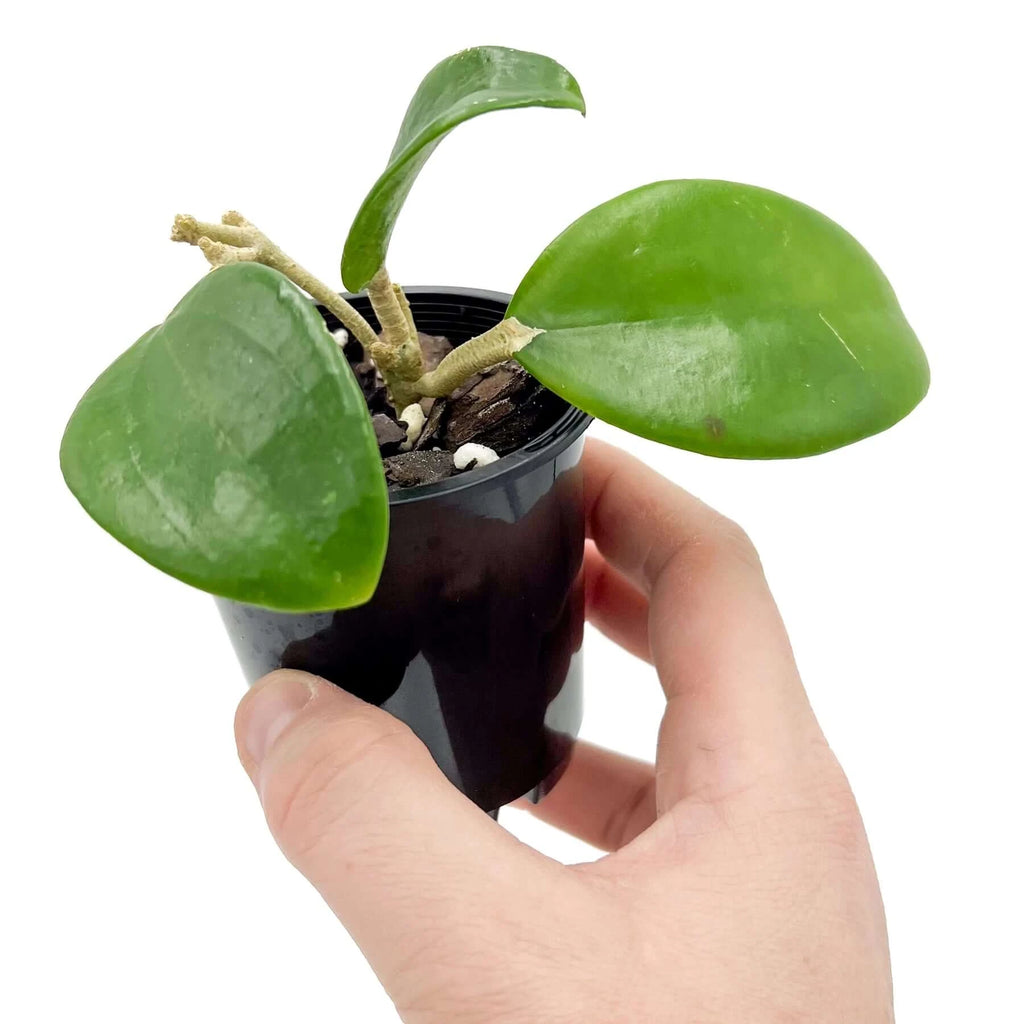 Hoya subquintuplinervis | Indoor Plant | Chalet Boutique - Australia