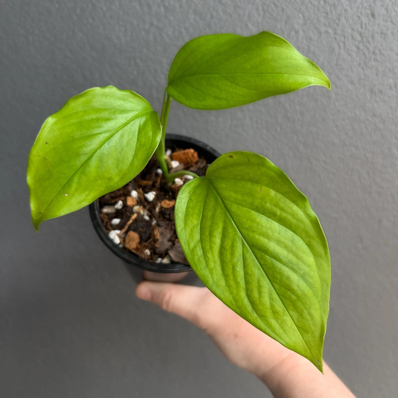 Person holding a potted Monstera acacoyaguensis with climbing habit and evenly spaced fenestrations. Trusted indoor plant shop Australia.