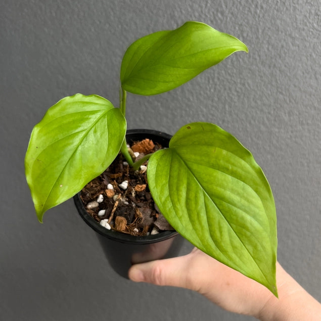 Hand holding a Monstera acacoyaguensis showing long narrow leaves with natural fenestrations and deep green colour. Rare indoor plant nursery Australia.
