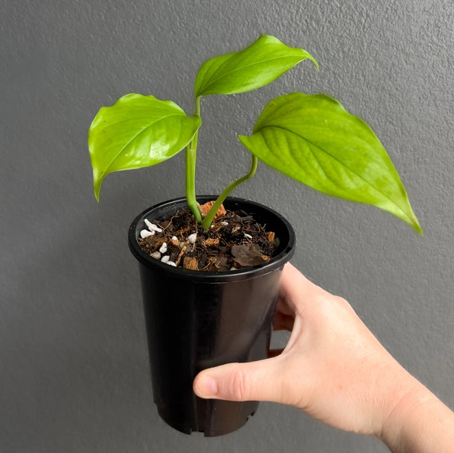 Side view of Monstera acacoyaguensis held against a neutral background showing mature leaf splits and strong upright growth.