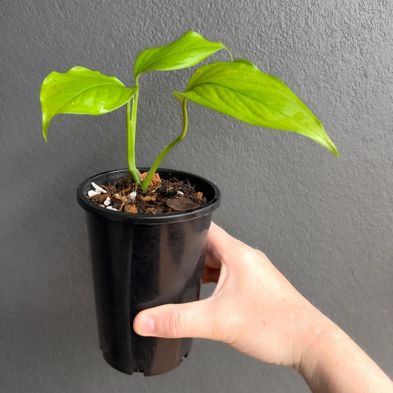 Close-up of Monstera acacoyaguensis foliage highlighting elongated perforated leaves with glossy texture. Rare indoor plant collectors Australia.