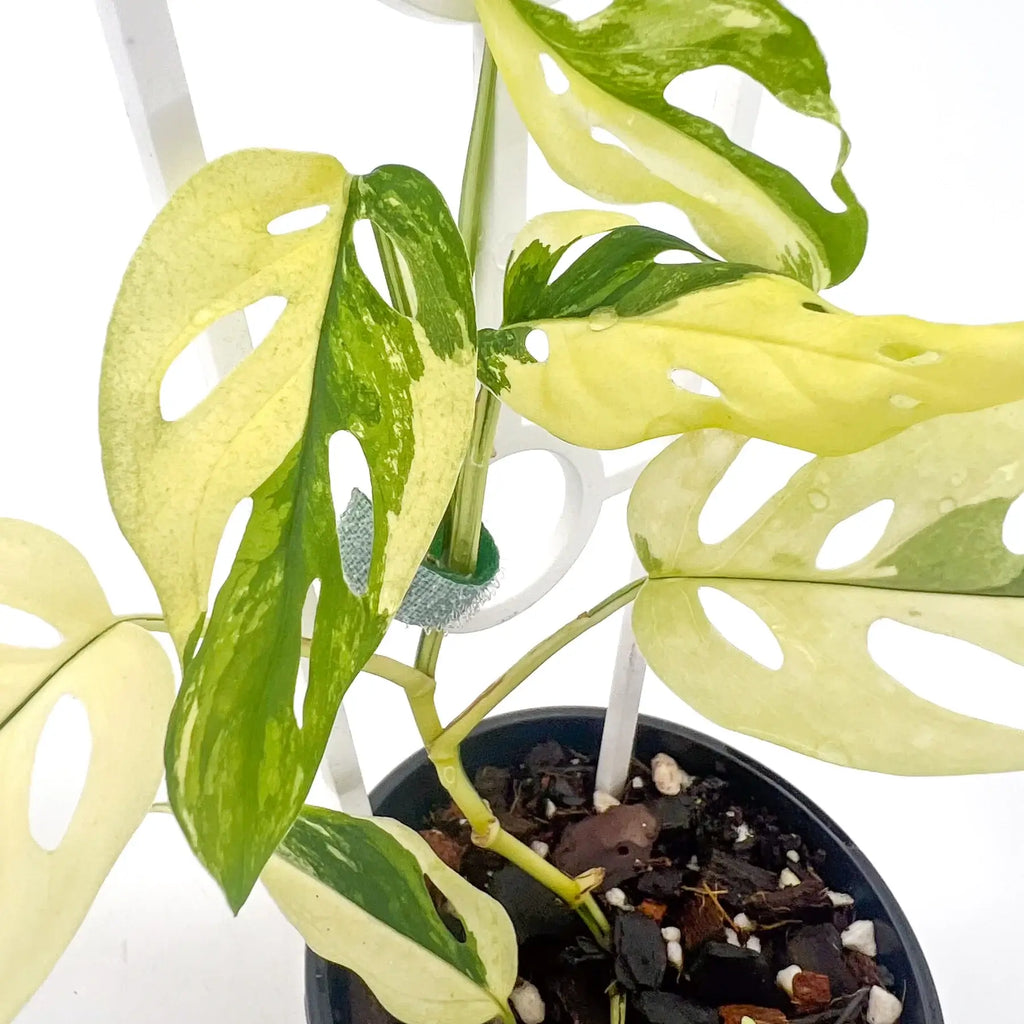 Variegated Monstera adansonii with striking yellow-green leaves in a black pot, showcasing unique foliage, Chalet Boutique, Australia.