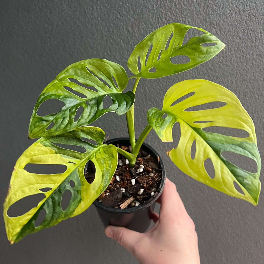 A hand holding a Monstera Adansonii 'Monkey Mask' Aurea Variegated plant with unique green leaves. Chalet Boutique, Australia.