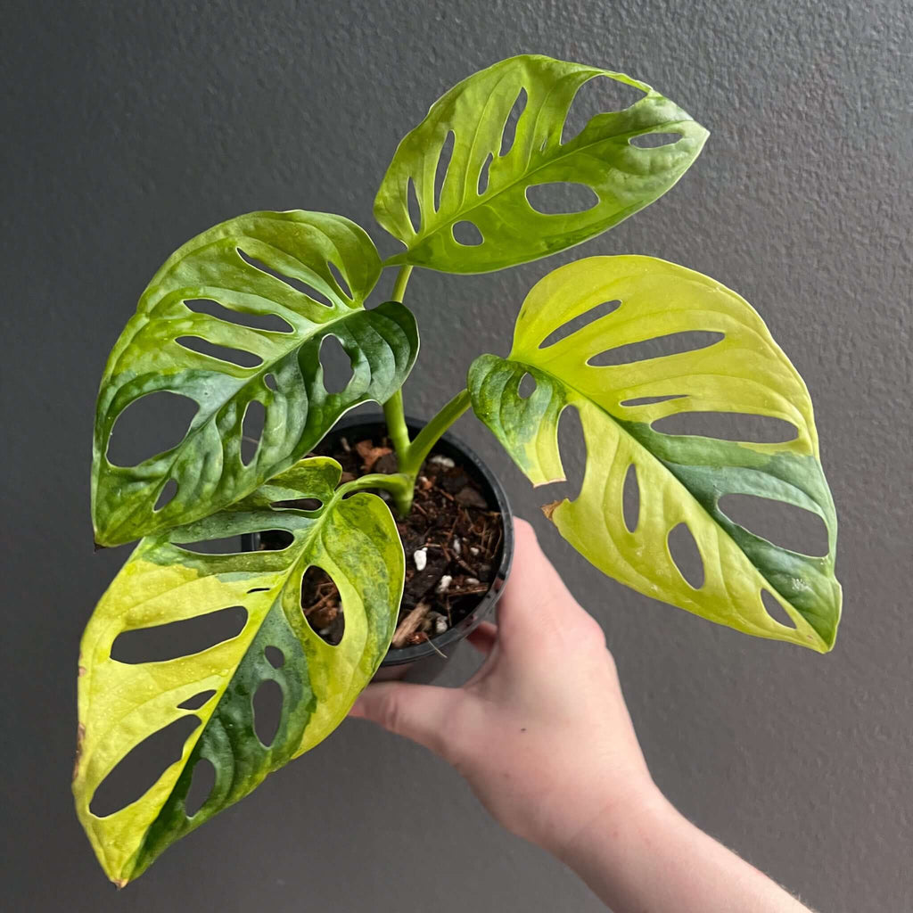 Monstera Adansonii 'Monkey Mask' Aurea Variegated plant with unique leaf patterns, rare indoor plants for sale at Chalet Boutique, Australia.