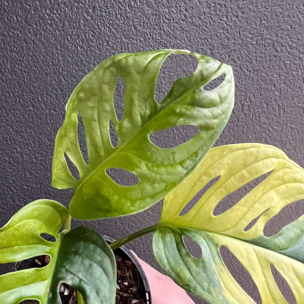 Monstera Adansonii 'Monkey Mask' Aurea Variegated leaves in vibrant green, showcasing a unique bumpy texture. Chalet Boutique, Australia.