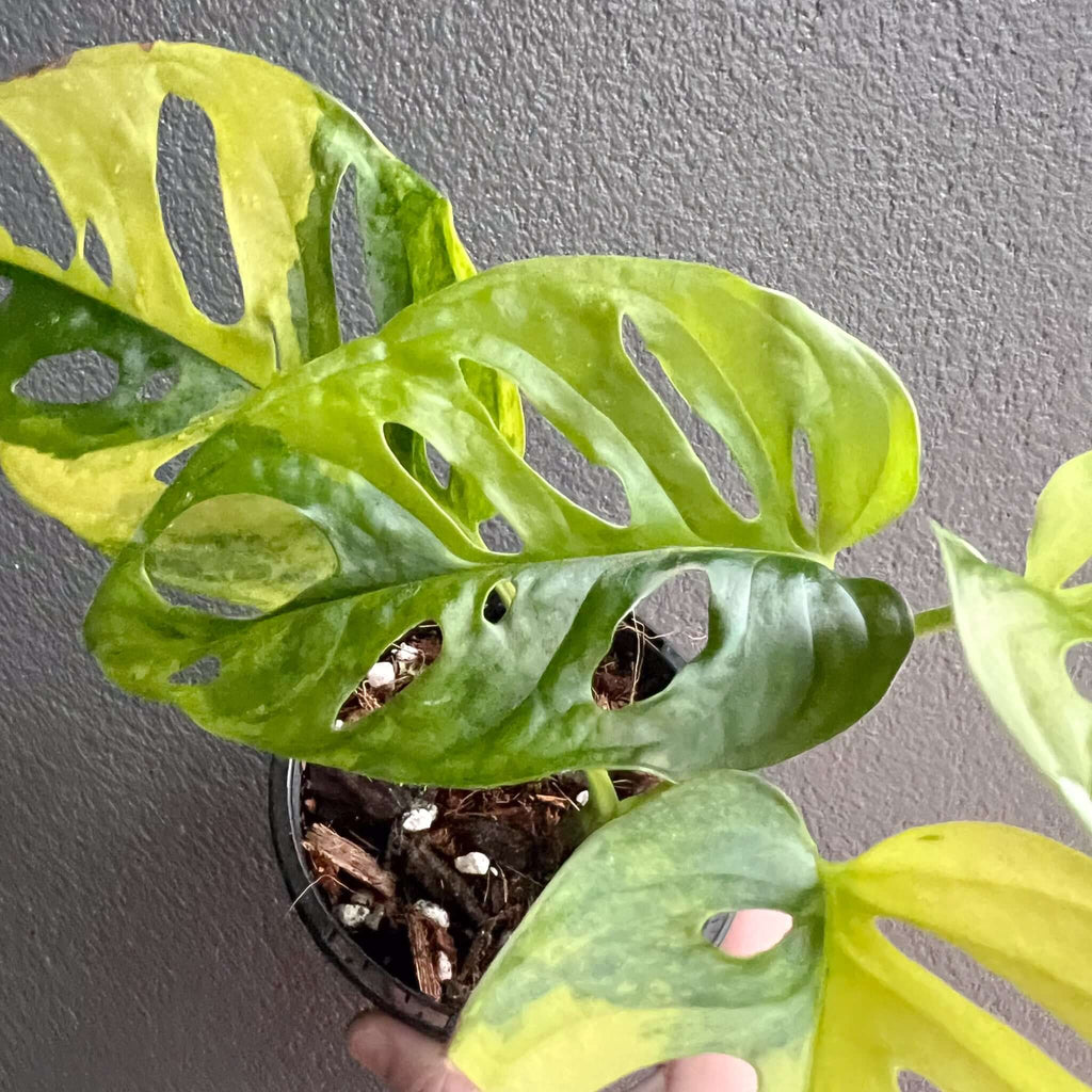Monstera Adansonii 'Monkey Mask' Aurea Variegated leaves showcasing unique texture and vibrant colours. Chalet Boutique, Australia.