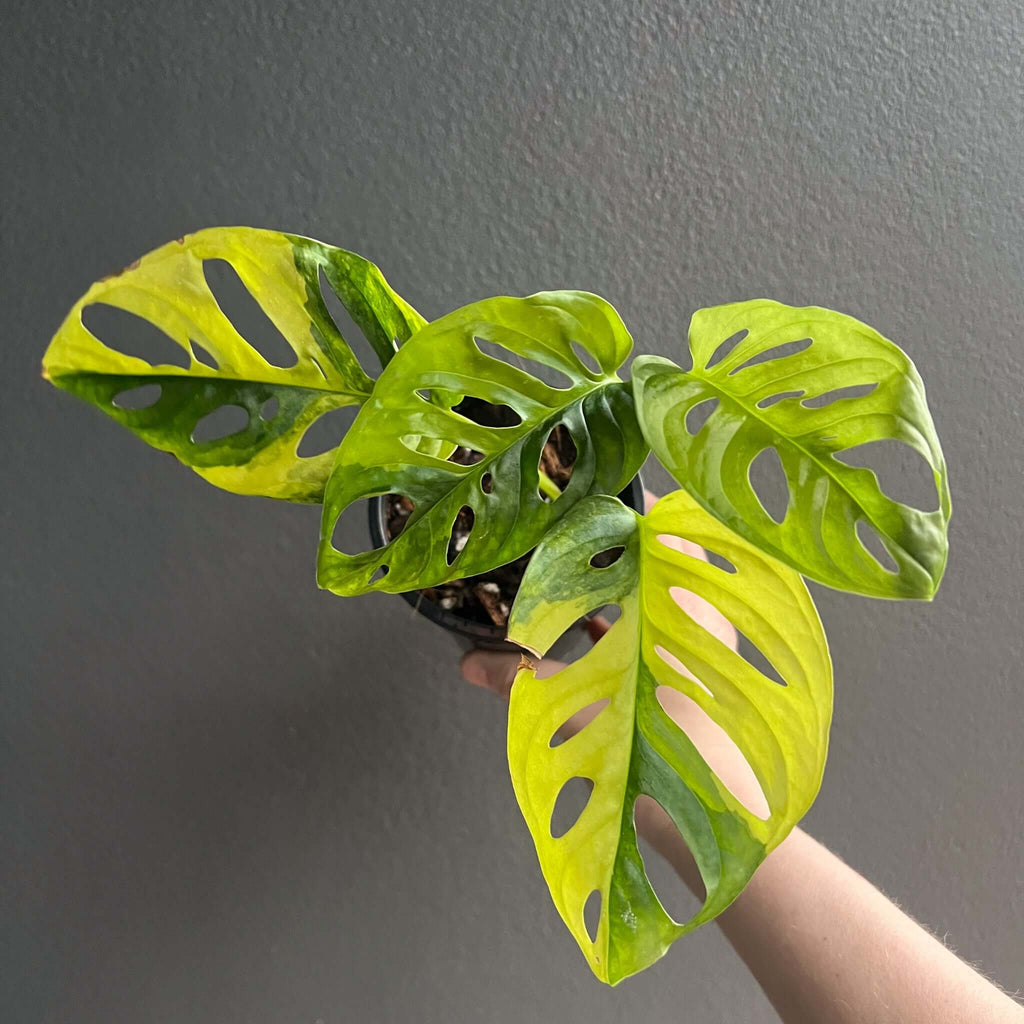Monstera Adansonii 'Monkey Mask' Aurea Variegated houseplant with bright green and yellow leaves, for sale at Chalet Boutique, Australia.