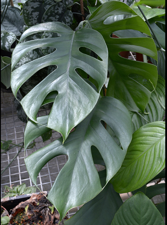 Close-up of Rhaphidophora pertusa leaves with fenestrations, perfect for rare indoor plants Australia. Chalet Boutique, Australia.