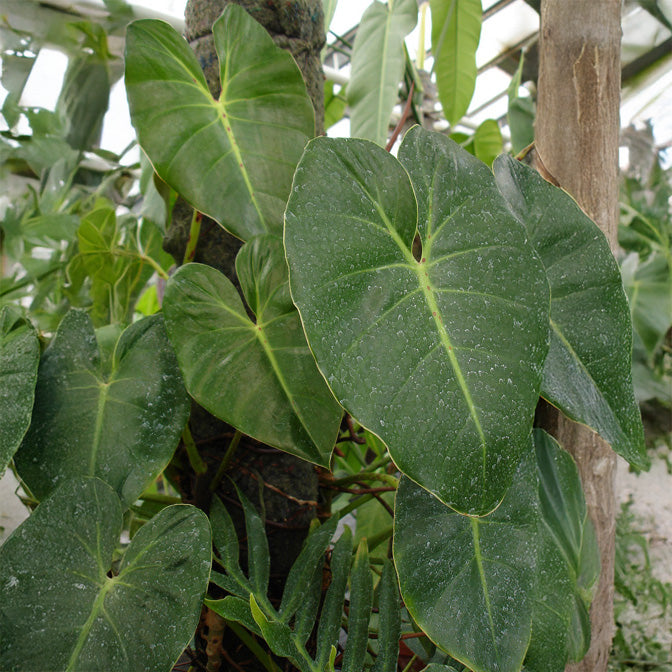 is philodendron cordatum rare Rare Philodendron Cordatum Kunth for Sale