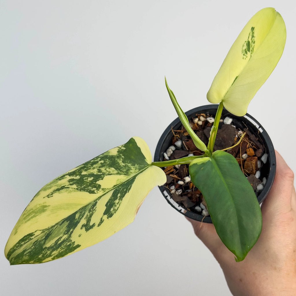 monstera adansonii klotzschiana Buy Rare Monstera klotzschiana Online