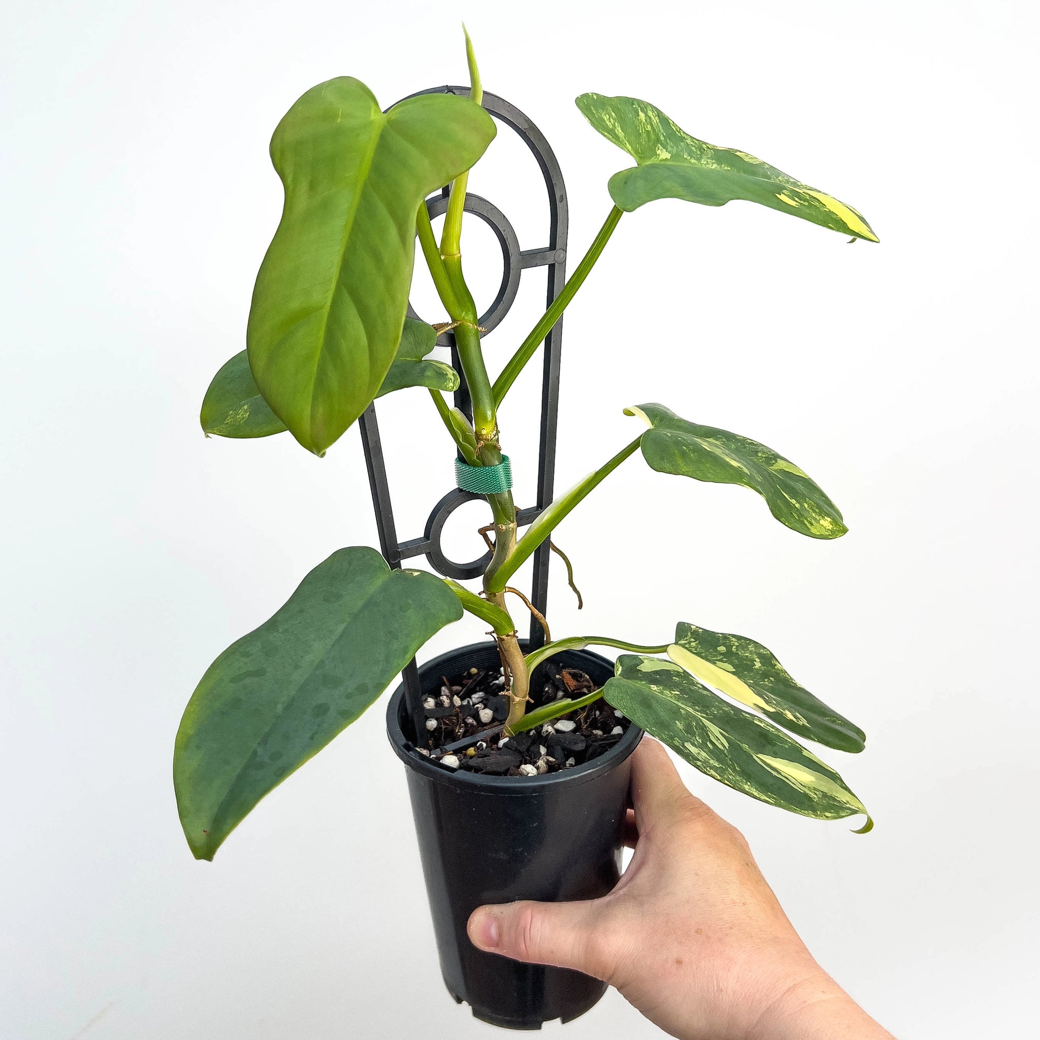 Philodendron Bipennifolium Variegated