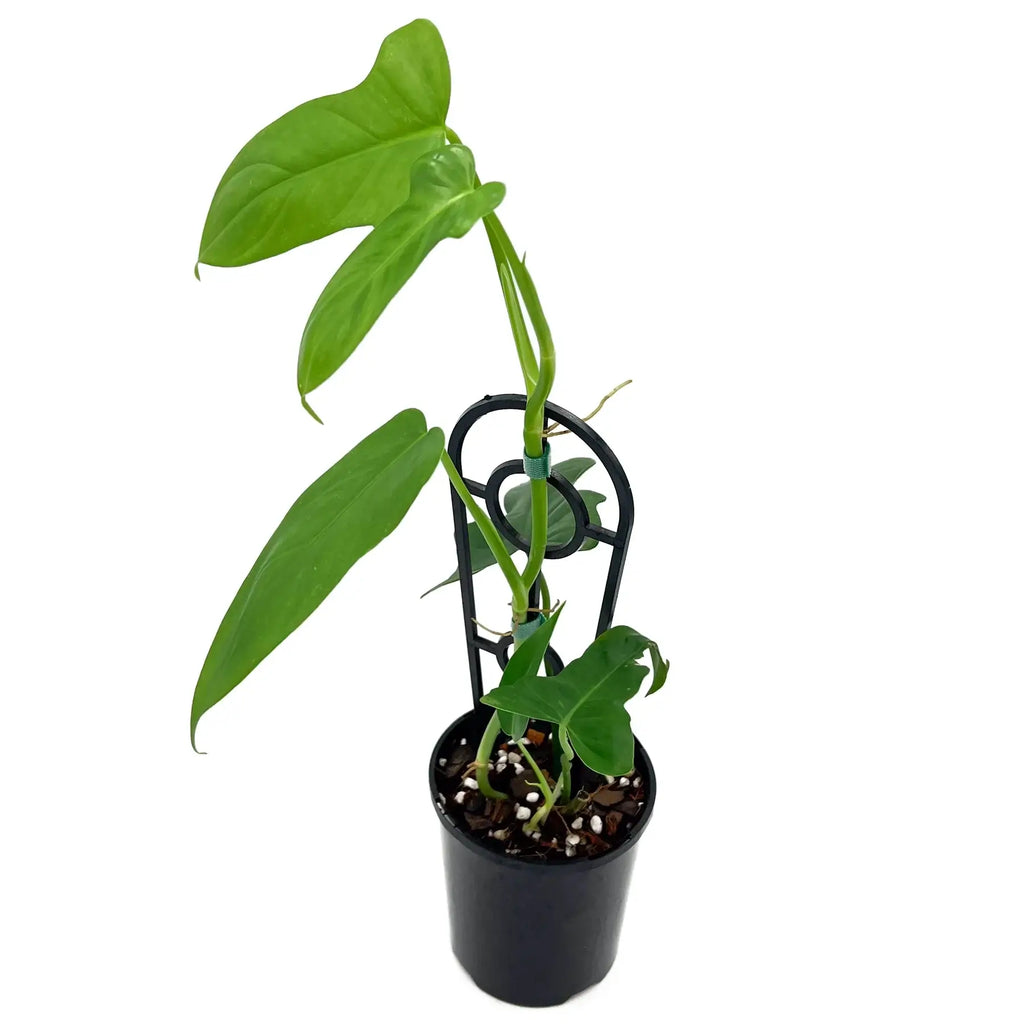 Philodendron bipennifolium in a pot, rare indoor plant with unique horsehead leaves, available online in Australia.