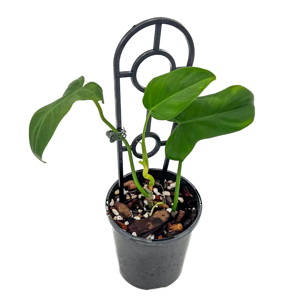 Philodendron bipennifolium in pot showcasing lush green leaves, ideal for rare indoor plants in Australia.