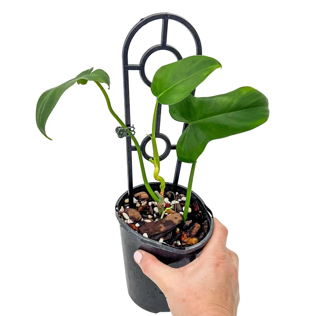 Philodendron bipennifolium plant in a pot with unique horsehead-shaped leaves, perfect for rare indoor plants, shipped across Australia.