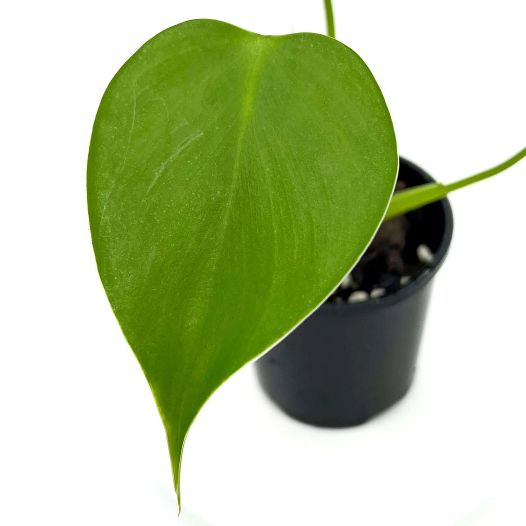 Philodendron microstictum | Indoor Plant | Chalet Boutique - Australia