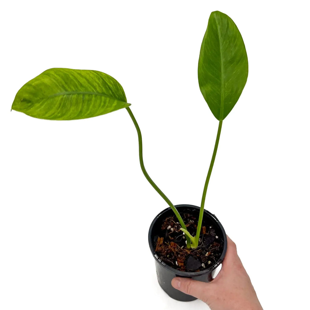 Philodendron renauxii 'Paddle Leaf' | Indoor Plant | Chalet Boutique - Australia