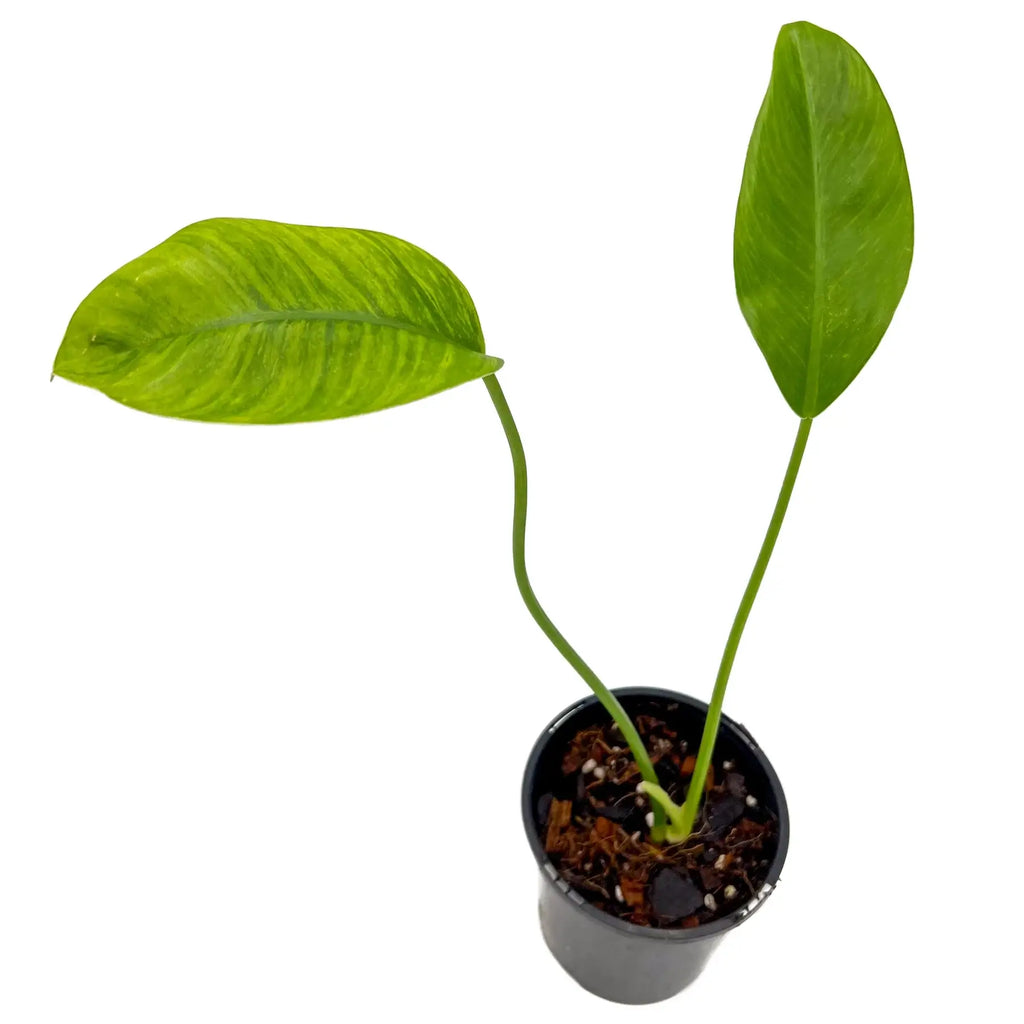 Philodendron renauxii 'Paddle Leaf' | Indoor Plant | Chalet Boutique - Australia