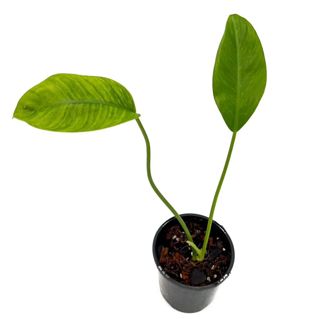 Philodendron renauxii 'Paddle Leaf' | Indoor Plant | Chalet Boutique - Australia