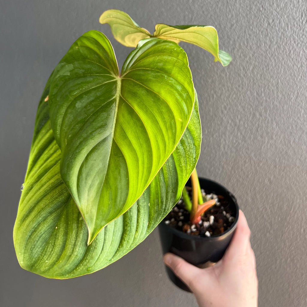 Collector hybrid Philodendron plowmanii round x gloriosum, hand-held in a pot with broad variegated leaves.