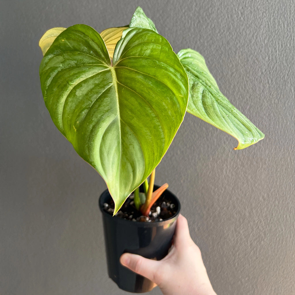 A Philodendron plowmanii round x gloriosum indoor plant, held up by hand, showing striking green and silver foliage.