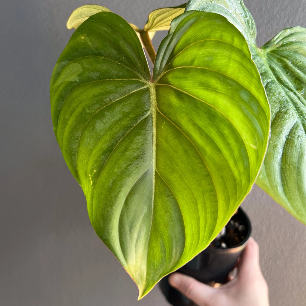 A hand holding a Philodendron plowmanii round x gloriosum in a black nursery pot, showing large heart-shaped green leaves with silvery variegation.