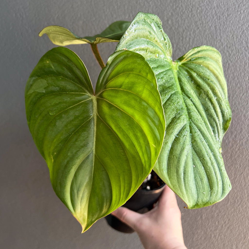 Philodendron plowmanii round x gloriosum with two big patterned leaves, held in a hand against a plain background.