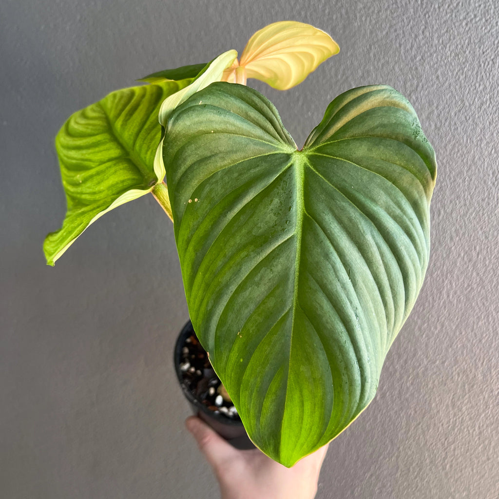 Rare Philodendron plowmanii round x gloriosum in a small pot, hand-held, with bold veined heart-shaped leaves.