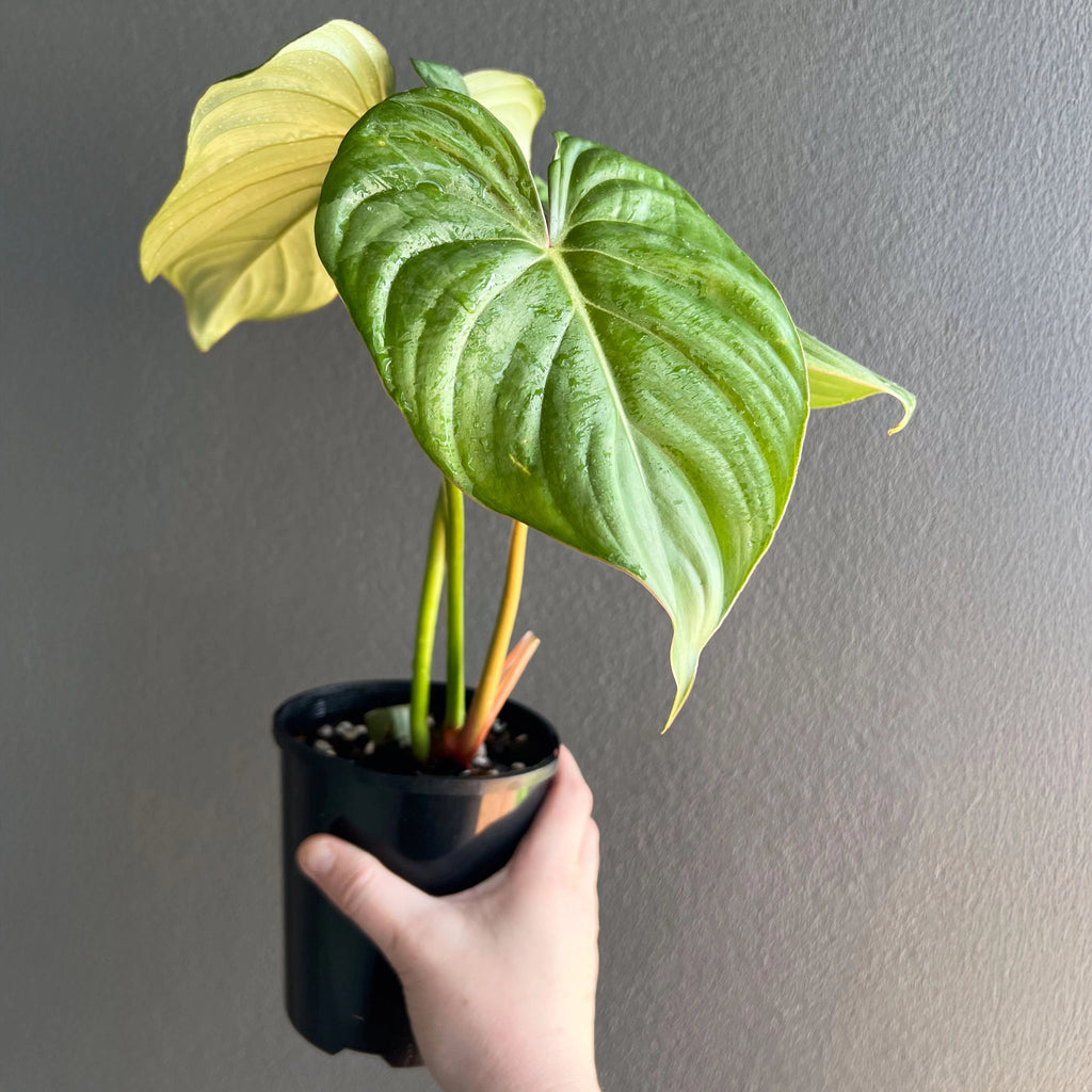 Close-up of a Philodendron plowmanii round x gloriosum plant, heart-shaped leaves with bright green and silvery stripes, held in a black pot.