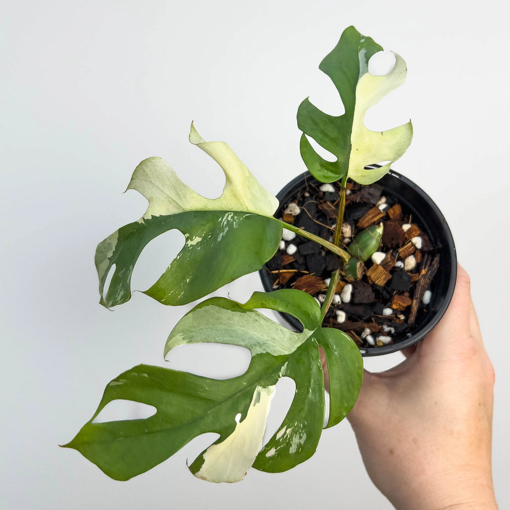 Buy Hoya polyneura 'Splash' - Rare Indoor Plant