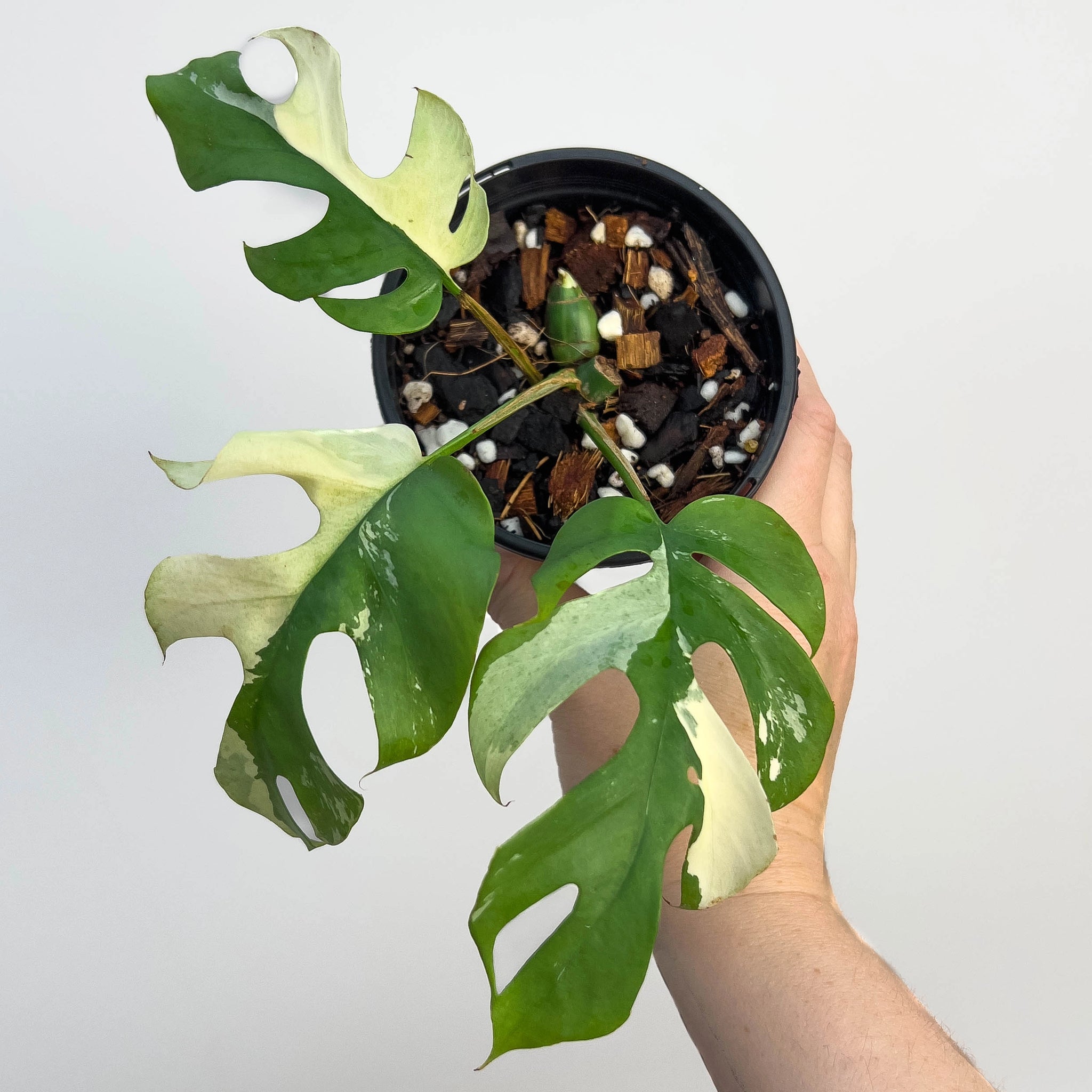 Rhaphidophora tetrasperma Variegated