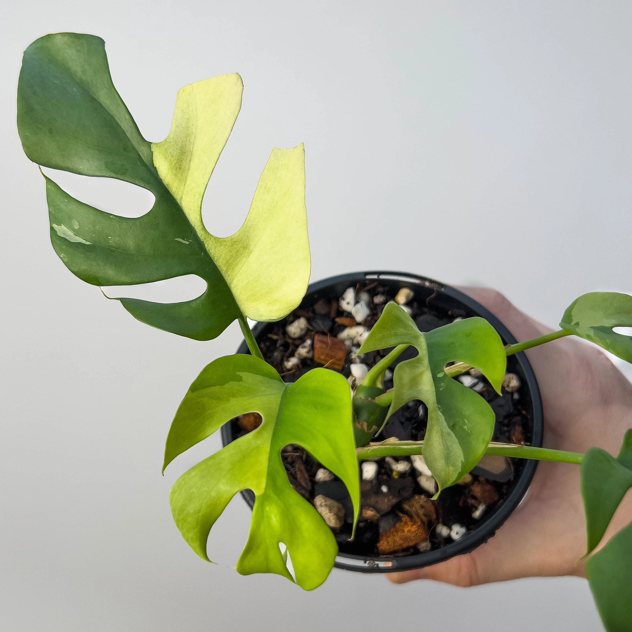 Rhaphidophora tetrasperma Variegated