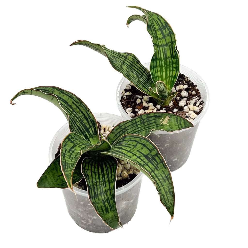 Sansevieria 'Cleopatra' | Indoor Plant | Chalet Boutique - Australia