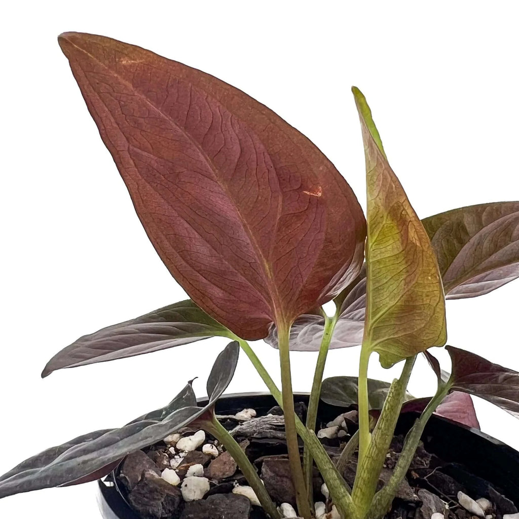Syngonium erythrophyllum 'Red Arrow' | Indoor Plant | Chalet Boutique - Australia