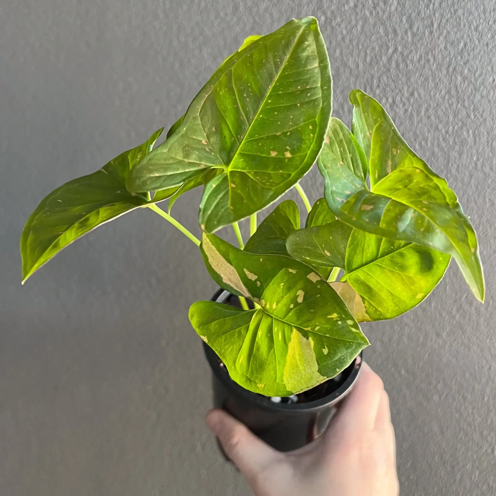 Syngonium Pink Splash 'Allusion' with lush green leaves and pink highlights, perfect for indoor spaces. Buy rare plants online at Chalet Boutique, Australia.