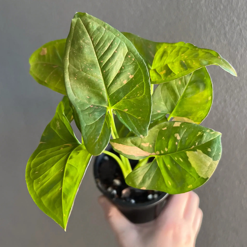 Syngonium Pink Splash 'Allusion' with green leaves and pink splashes in hand, perfect indoor plant from Chalet Boutique, Australia.