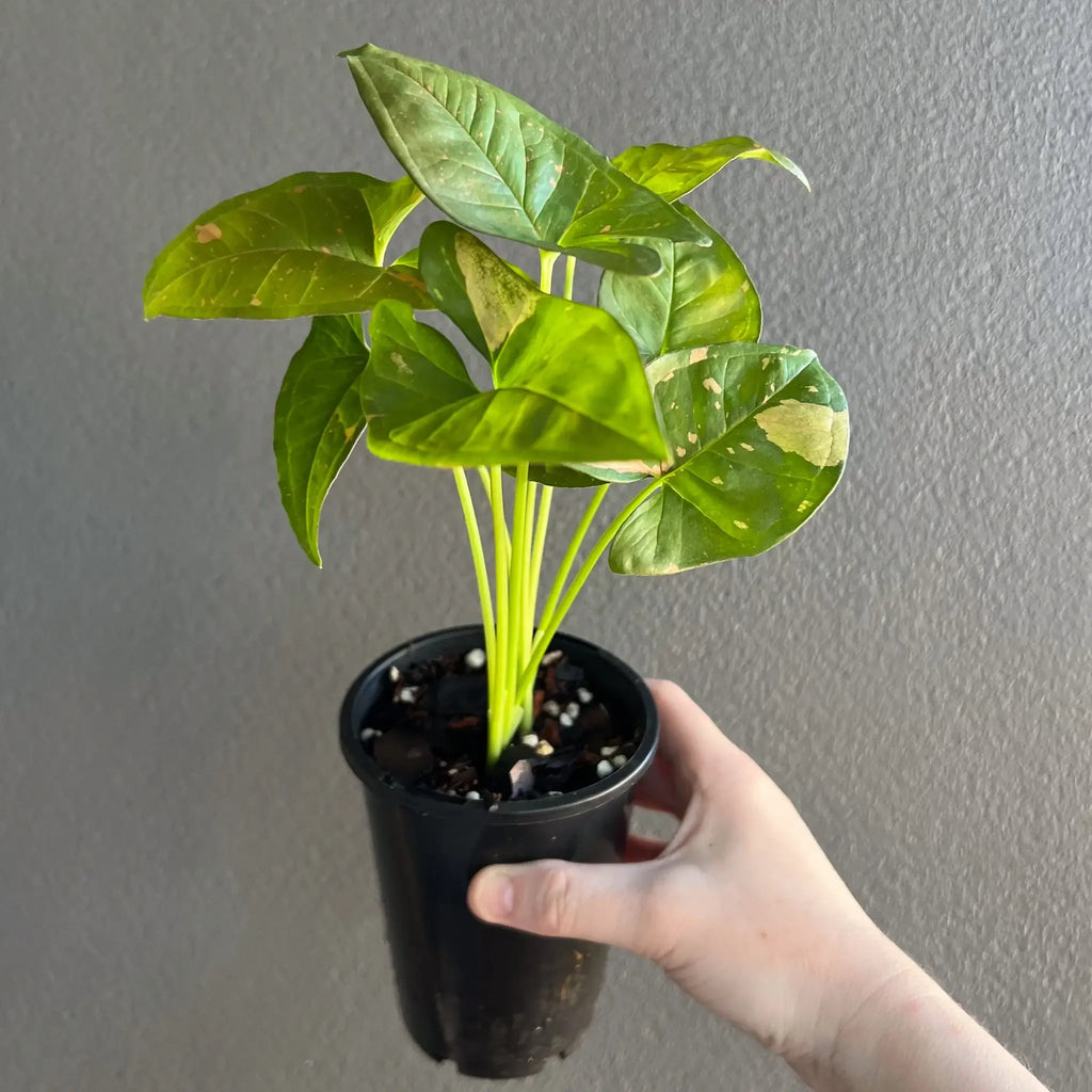 Syngonium Pink Splash 'Allusion' in a pot, showcasing its glossy green leaves with pink splashes. Buy indoor plants online at Chalet Boutique, Australia.