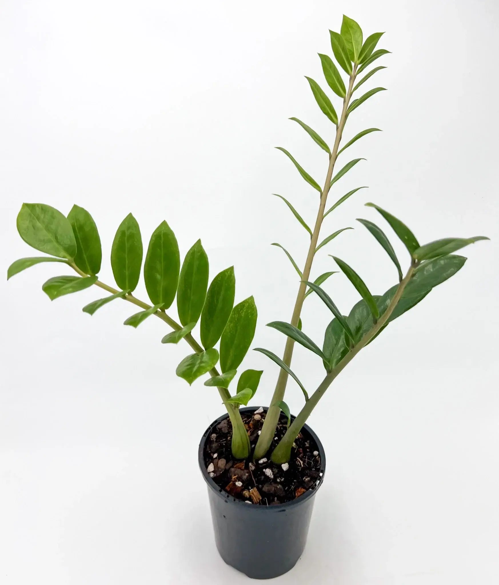 Zamioculcas Zamiifolia ZZ Plant