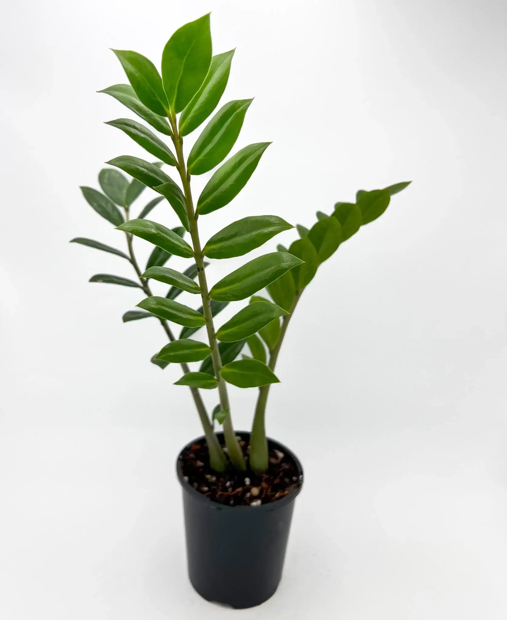 Zamioculcas Zamiifolia ZZ Plant