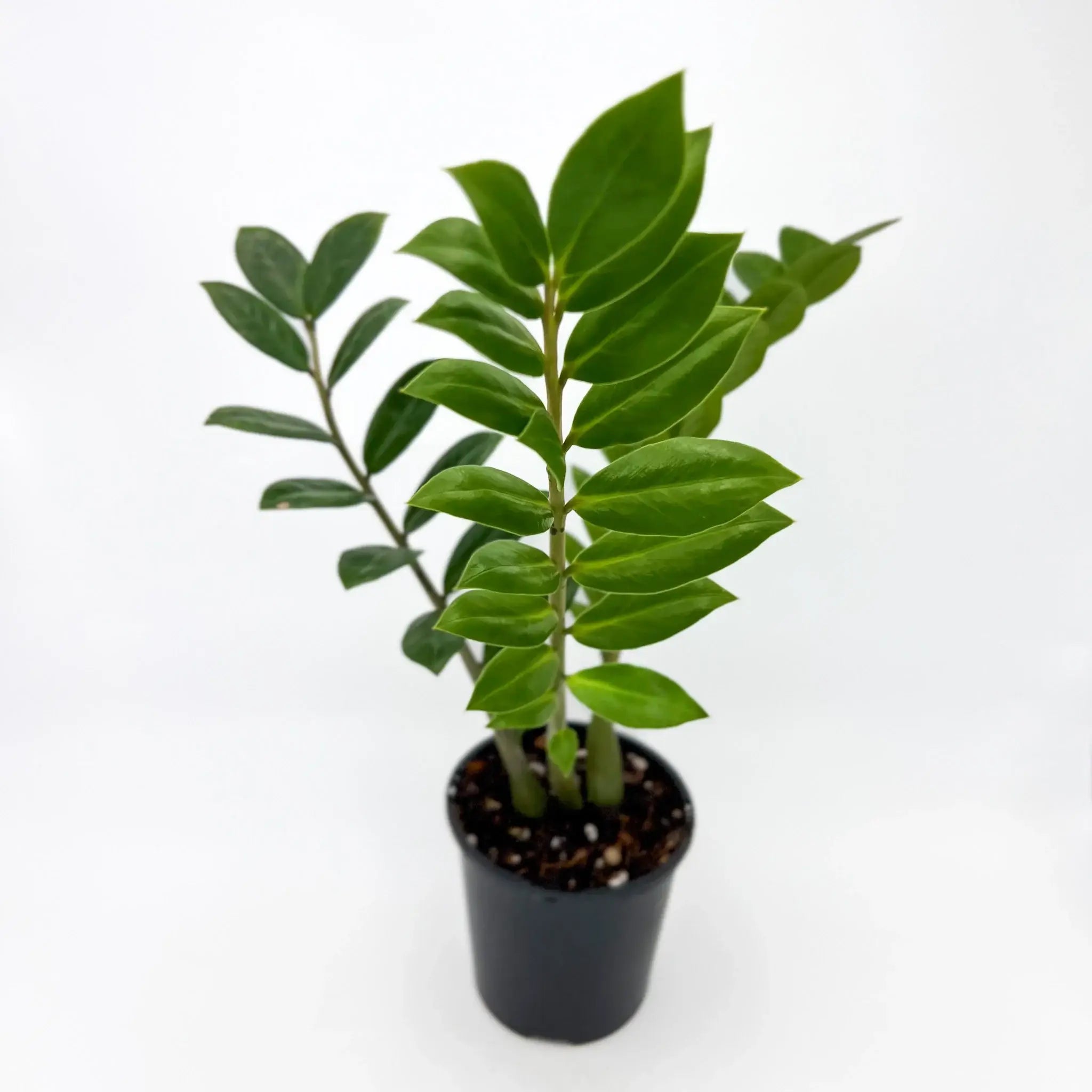 welcome plant indoor Zamioculcas Zamiifolia ZZ Plant