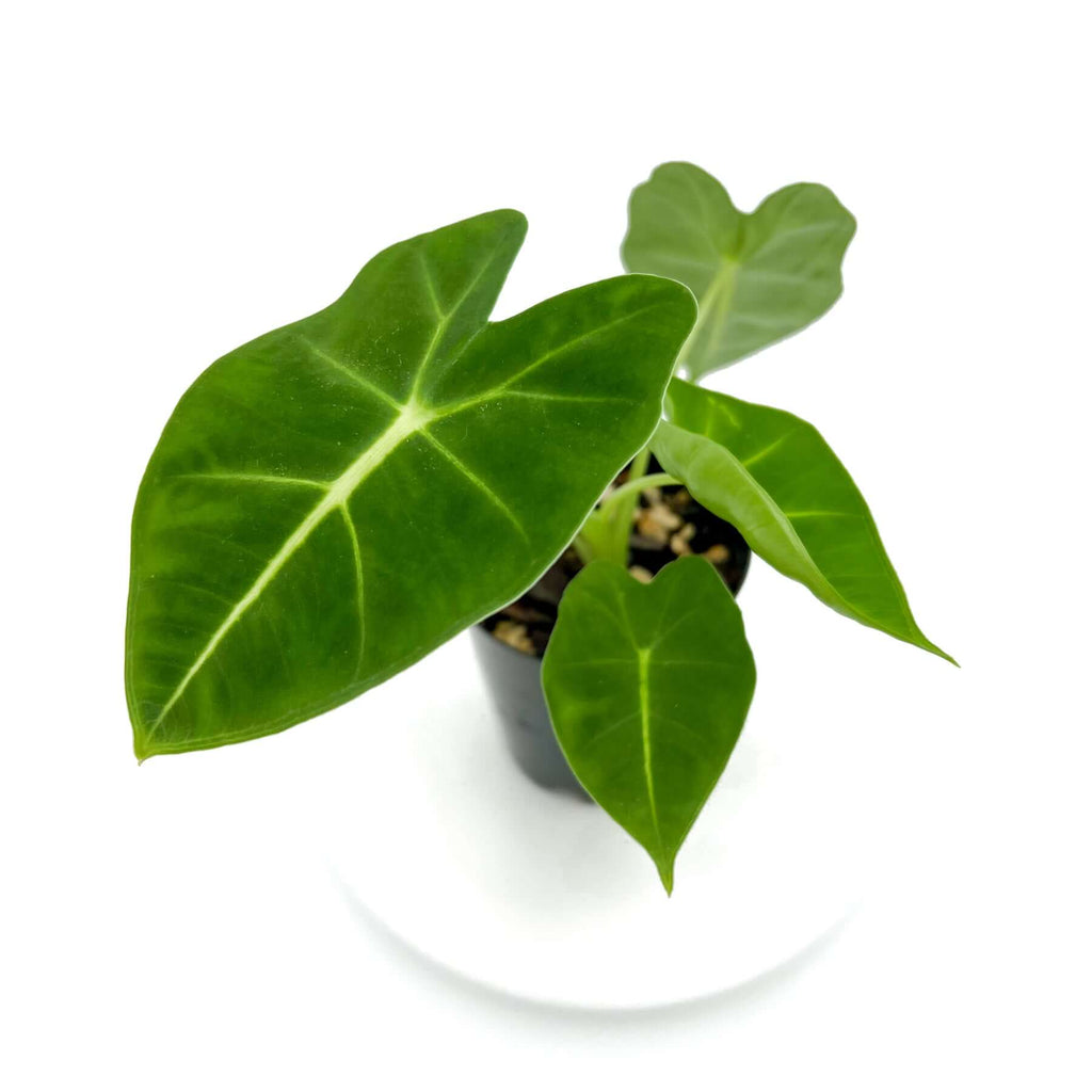 Alocasia 'Frydek' Green Velvet | Indoor Plant | Chalet Boutique - Australia