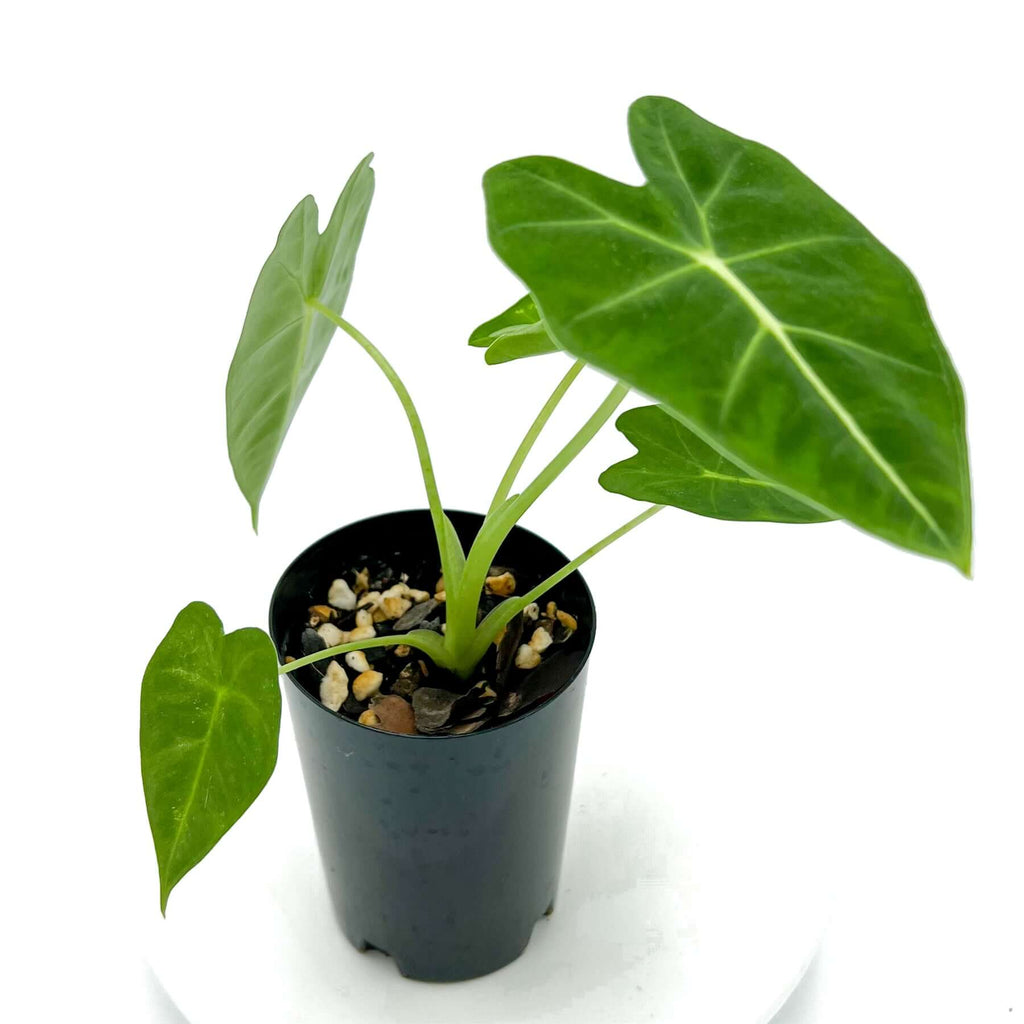 Alocasia 'Frydek' Green Velvet | Indoor Plant | Chalet Boutique - Australia
