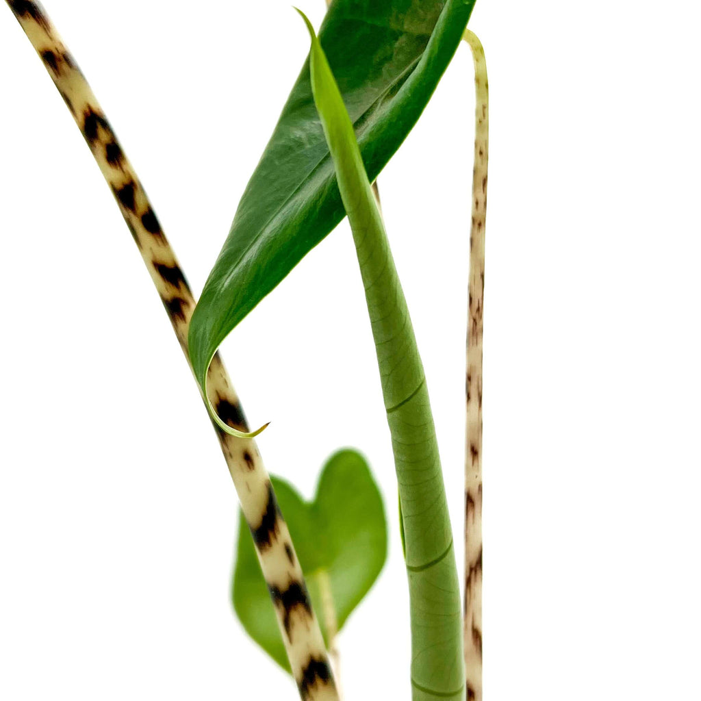 Alocasia Zebrina | Indoor Plant | Chalet Boutique - Australia
