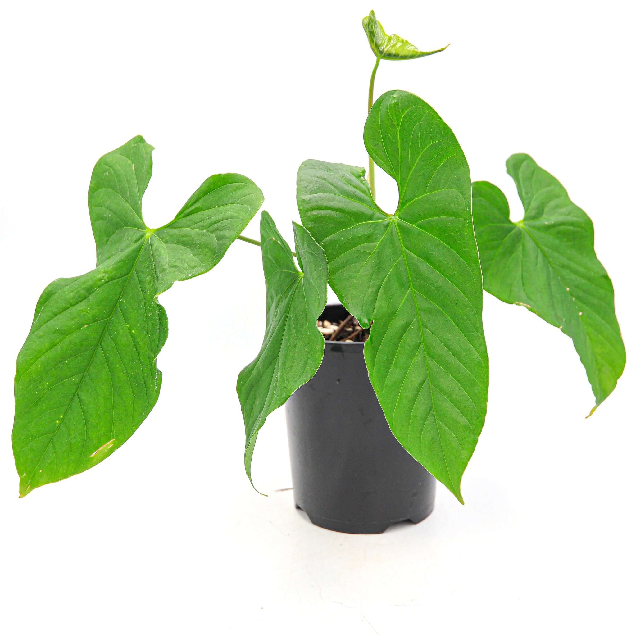 anthurium balaoanum for sale Buy Anthurium Balaoanum