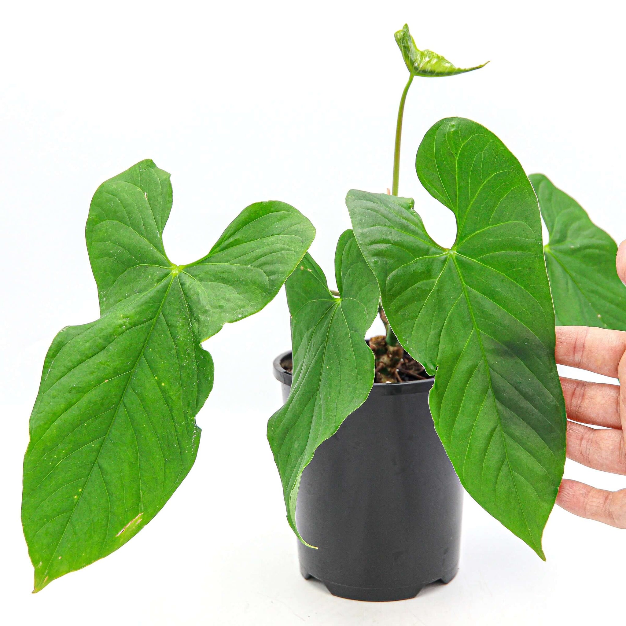 Buy Anthurium Balaoanum
