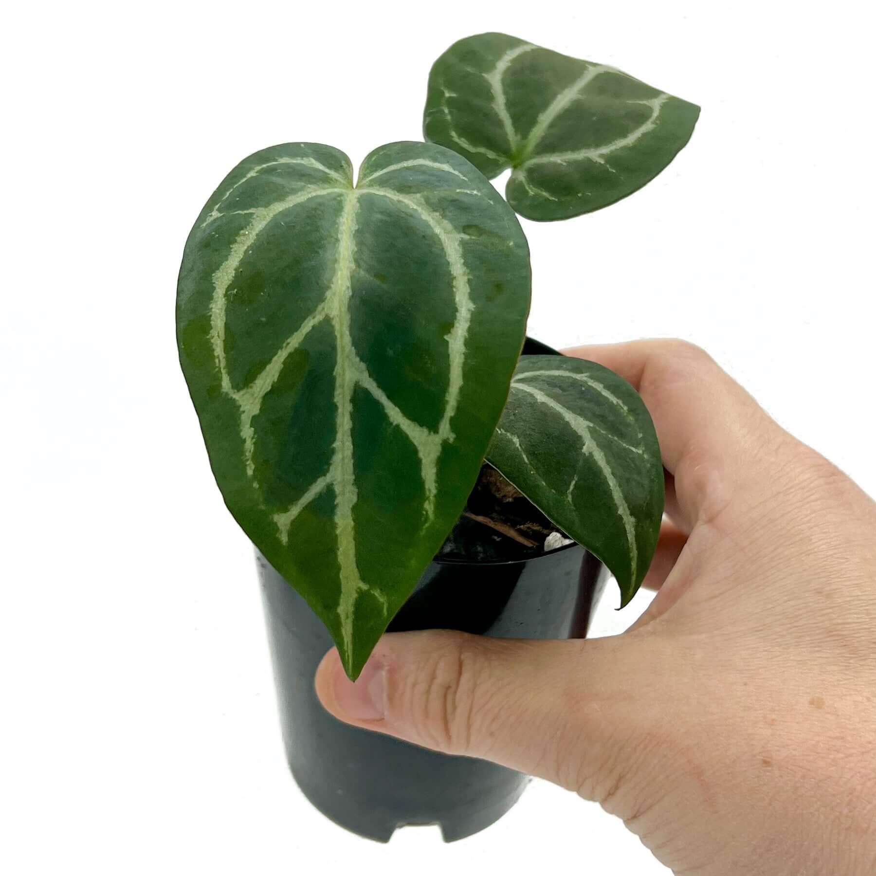 anthurium crystallinum for sale australia Buy Anthurium crystallinum 'Cape Oasis' X Online