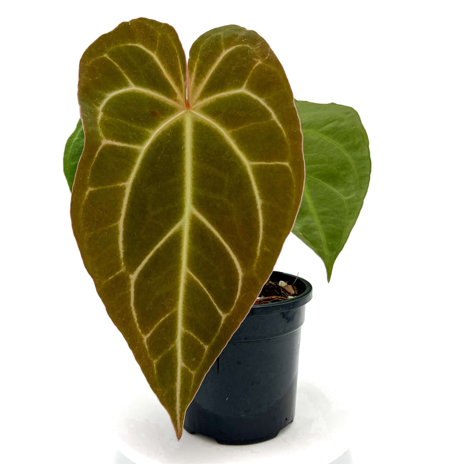 anthurium warocqueanum x crystallinum Anthurium Crystal x Warocqueanum