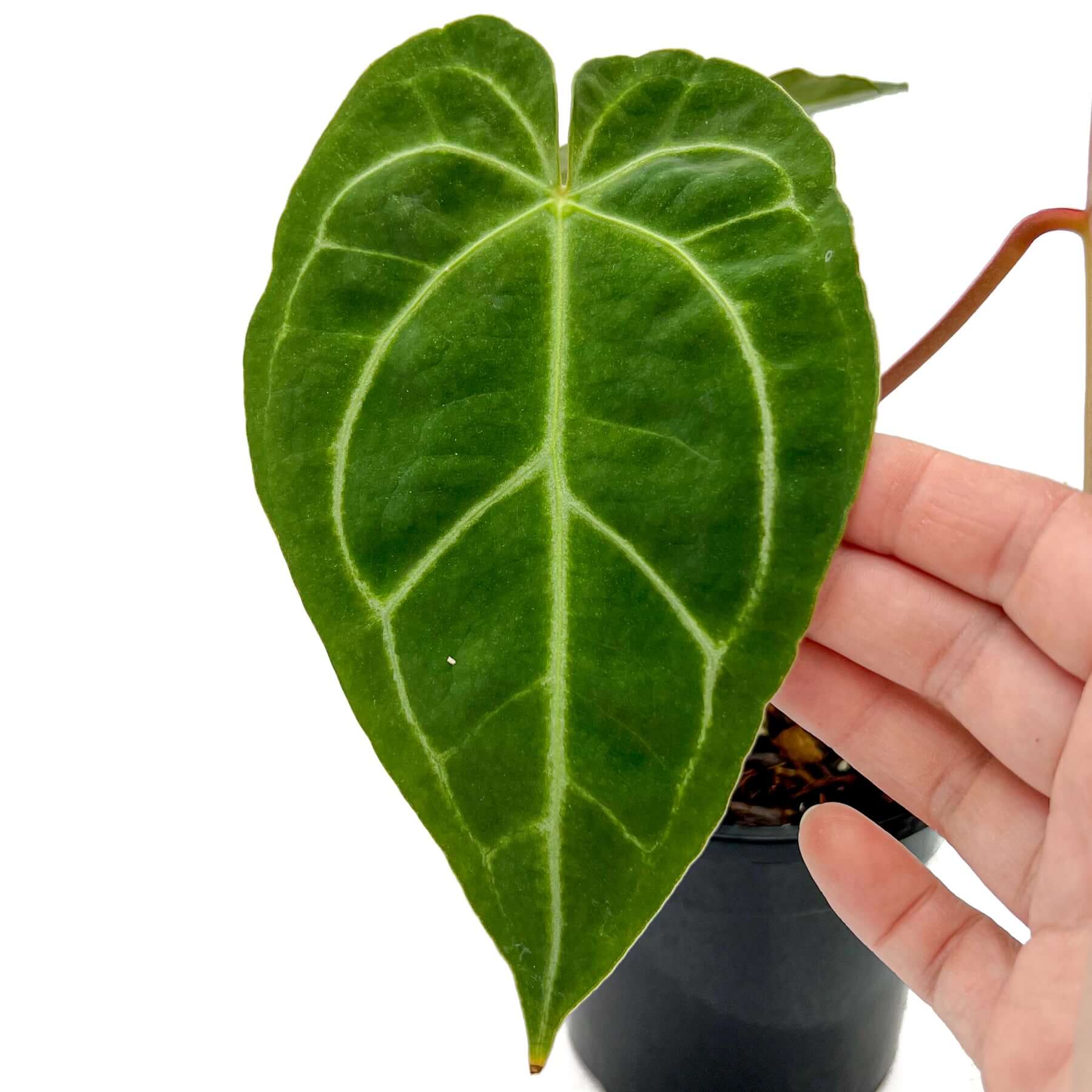 anthurium crystallinum x warocqueanum Anthurium Crystal x Warocqueanum