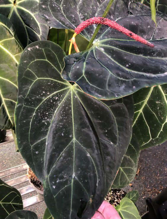Buy Anthurium dressleri X - Rare Indoor Plant