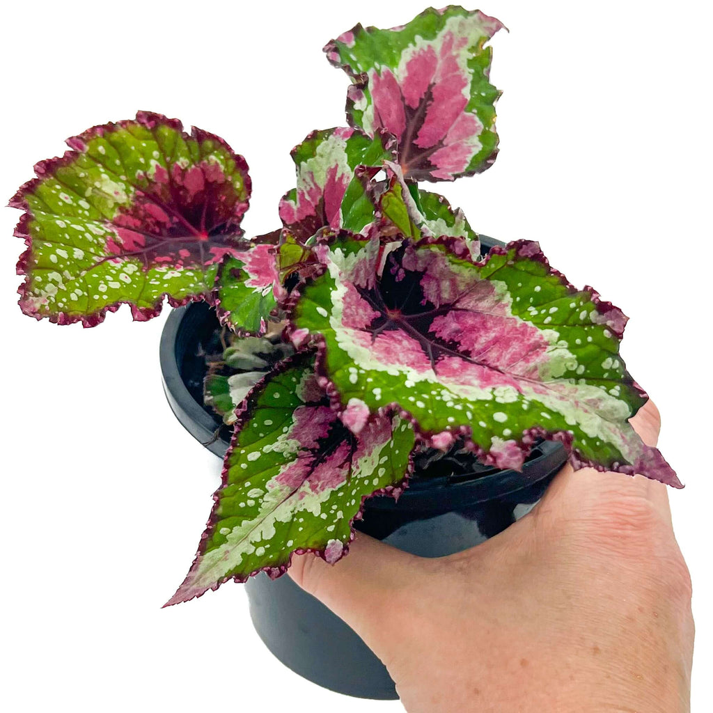 Begonia Beleaf 'Alaska Creek' | Indoor Plant | Chalet Boutique - Australia