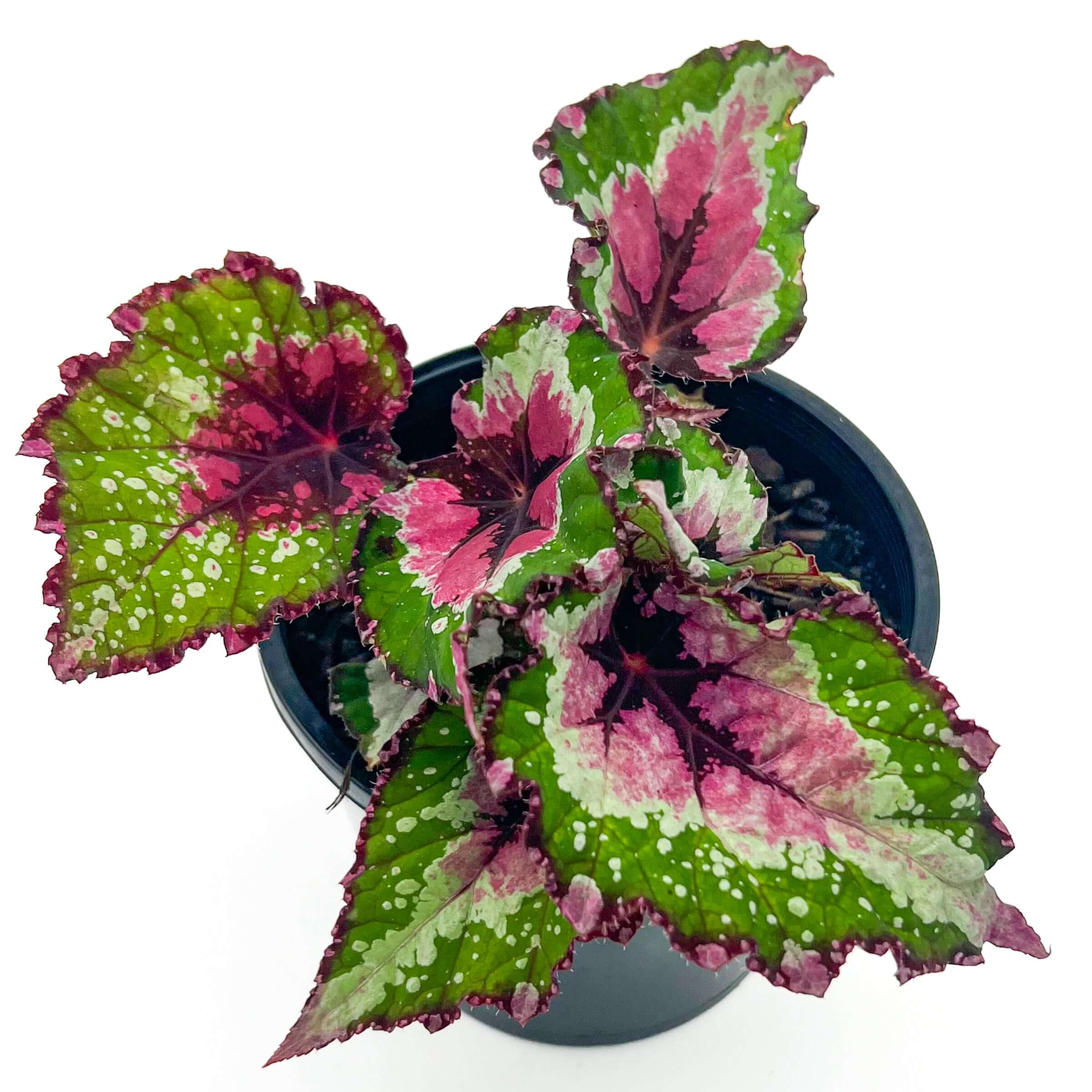 Buy Begonia Beleaf 'Alaska Creek' - Rare Indoor Plant
